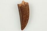 Serrated, .59" Raptor Tooth - Real Dinosaur Tooth - #200303-1
